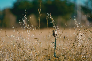 Во Владимирскую область вернулась аномально жаркая погода