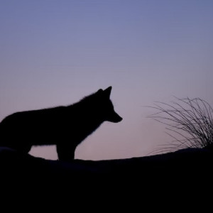 Эксперт объяснил нашествие лис в городах Владимирской области