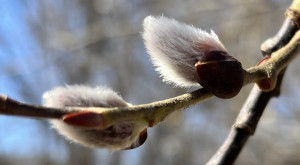 Во Владимирской области пасхальные выходные закончатся 10-градусным теплом