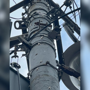 В центре Владимира заметили нашествие бабочек шелкопряда