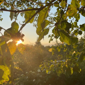 Прогноз погоды во Владимире и области на 24 мая