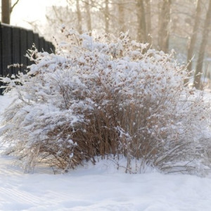 День Макара Весноуказчика: что можно и чего нельзя делать 1 февраля