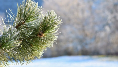 Крещение: что можно и нельзя делать 19 января