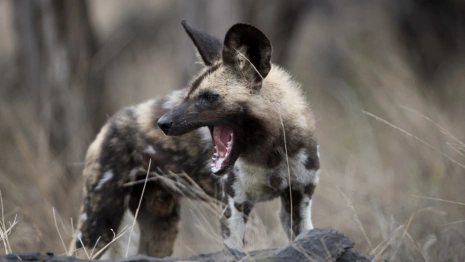 В двух районах Владимирской области впервые заметили следы шакалов