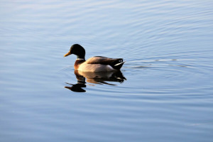 Во Владимирской области сезон охоты откроют 17 августа
