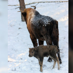 Владыка и Властимир. Во Владимирской области продолжают выбирать имя зубренку
