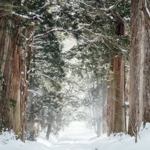 В Александрове пропавшего 50-летнего жителя с собакой нашли мертвым