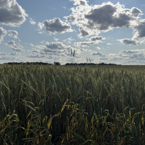 Прогноз погоды во Владимирской области на 8 августа 2025 года