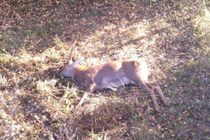 Во Владимирской области произошло 60 ДТП с дикими животными