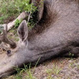 Стали известны подробности ДТП с лосем под Гусь-Хрустальным