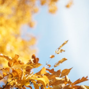 Синоптики перенесли бабье лето во Владимирской области на октябрь