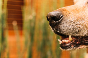 В Кольчугино собаки покусали 19 детей