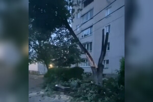 В Коврове из-за урагана дерево рухнуло и повисло на проводах