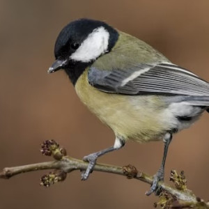 Зиновьев день: что нужно, чтобы в семейной жизни не было скандалов