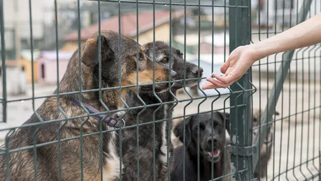 Во Владимирской области активисты построят вольеры для собак из приюта «Хвосты»