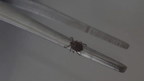 С жителей Владимирской области сняли 8 зараженных вирусами клещей