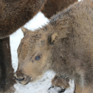 Жители Владимирской области выберут имя для зубренка из парка «Мещера»