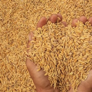 Во Владимирской области собрали 304 тыс. тонн зерна