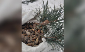 Во Владимирской области объявили сбор шишек