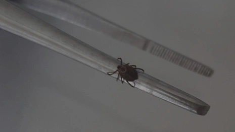 С жителей Владимирской области сняли 5 зараженных вирусами клещей