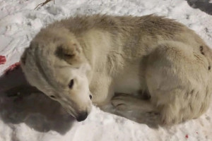 Владимирские волонтеры начали искать семью для бездомного алабая из Юрьев-Польского