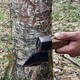 В лесах Гусь-Хрустального начали пересчитывать насекомых из-за нашествия шелкопряда