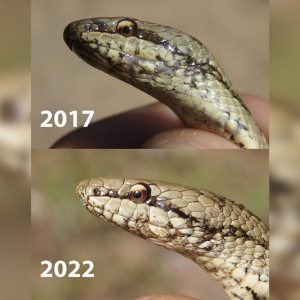 Во Владимирской области натуралист встретил в лесу змею, впервые увиденную в 2017 году