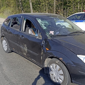 В аварии с лосем на трассе Р-132 под Владимиром пострадал 16-летний подросток