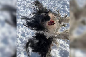 Волонтеры рассказали о самочувствии прожившего 3 года взаперти пса