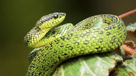 Во Владимире выставка экзотических животных в «Мегаторге» работала с массой нарушений