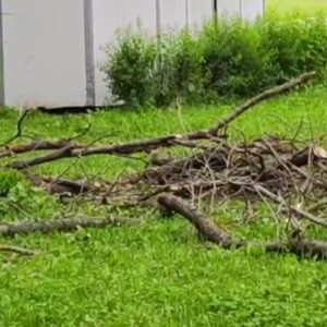 Во Владимире продолжают вырубать пораженные ясеневой златкой деревья