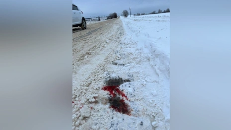 Во Владимирской области расстрел собак привел к полицейской проверке