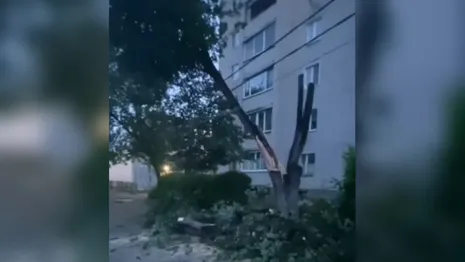 В Коврове из-за урагана дерево рухнуло и повисло на проводах