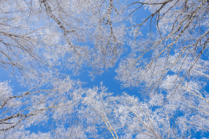 Во Владимирской области на неделе придут заморозки до -17