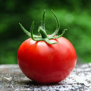 В Коврове продавали нелегальные семена помидоров «Жрица» и огурцов «Настоящий мужик»