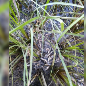 Во Владимирской области в Оке массово погибли мальки краснокнижной стерляди