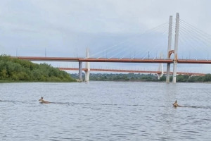 Рыбаки под Муромом заметили переплывающих Оку косуль