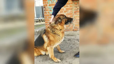 Во Владимире полицейские объявили поиск хозяина для служебной собаки