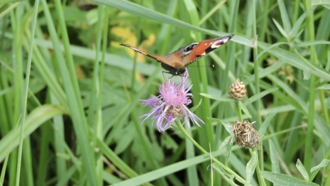 Прогноз погоды во Владимире и области на 26 мая