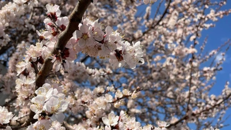 Во Владимирскую область на 5 дней придет аномальная жара