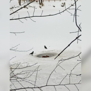 Жители Владимира сообщили о замерзающих на Соловьином пруду утках