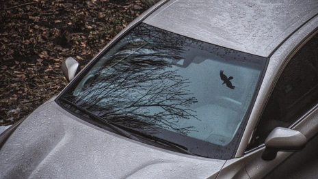 В Вязниках 36-летний водитель легковушки пострадал в ДТП с деревом