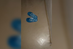 Владимирцы пожаловались на тараканов в ОДКБ