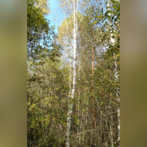 Многодетную семью из Судогды поселили на заросшем деревьями участке