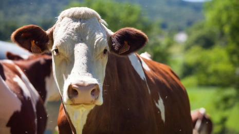 Агафья Коровница: что можно и нельзя делать 18 февраля