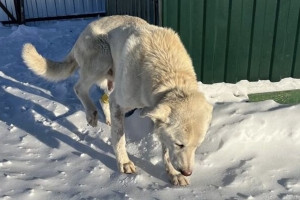 Во Владимире спасли пса с отмороженными лапами и костями в желудке
