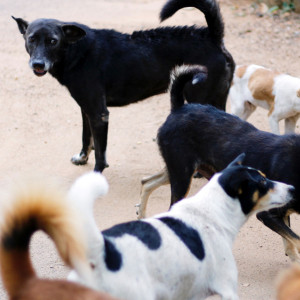 Во Владимирской области бездомные собаки загрызли домашних птиц на 100 тыс. рублей
