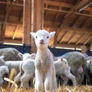 Мамонтий Овчарник: что можно и чего нельзя делать 15 сентября