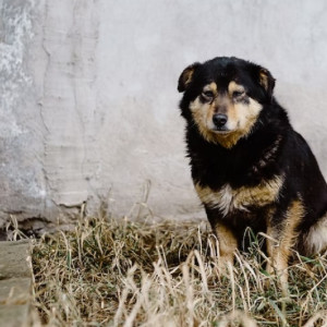 Собак и кошек мобилизованных одиноких владимирцев предложили отправить в зоогостиницы