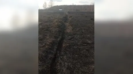 Во Владимирской области из-за пала травы около приюта для собак могли сгореть 250 животных